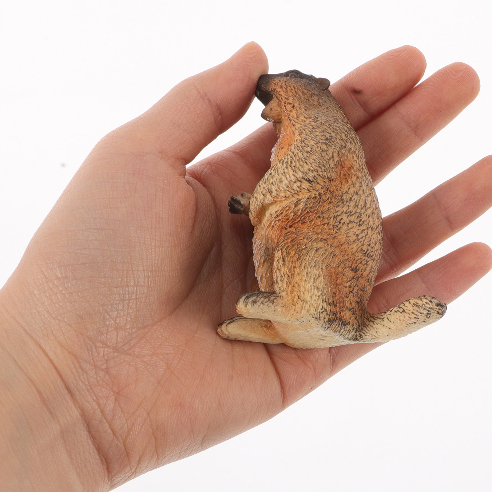 Kids Education Room - Standing Groundhog Wild Animal Simulation Cognitive