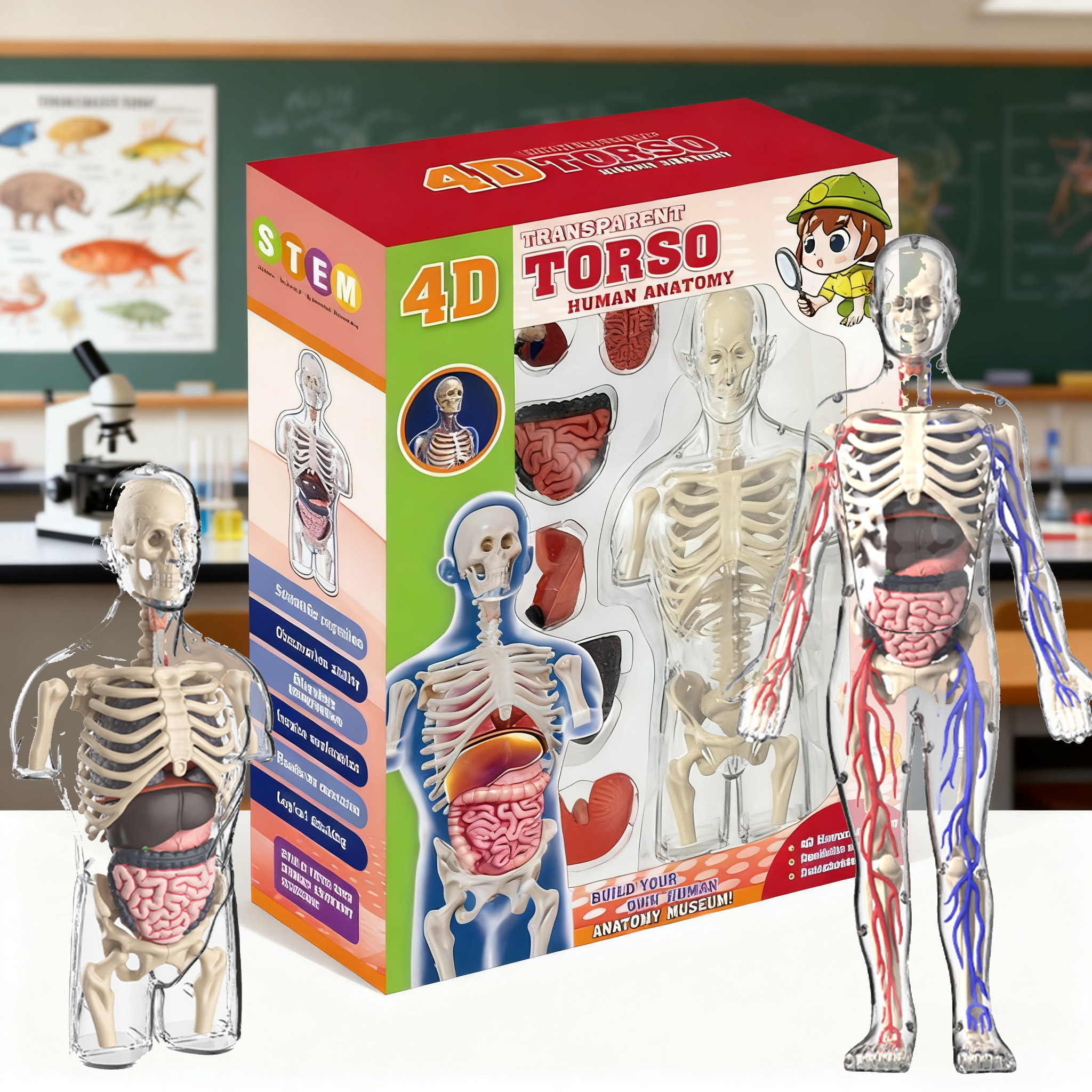 Human Body Puzzle - STEM Cognitive Science and Education Puzzle