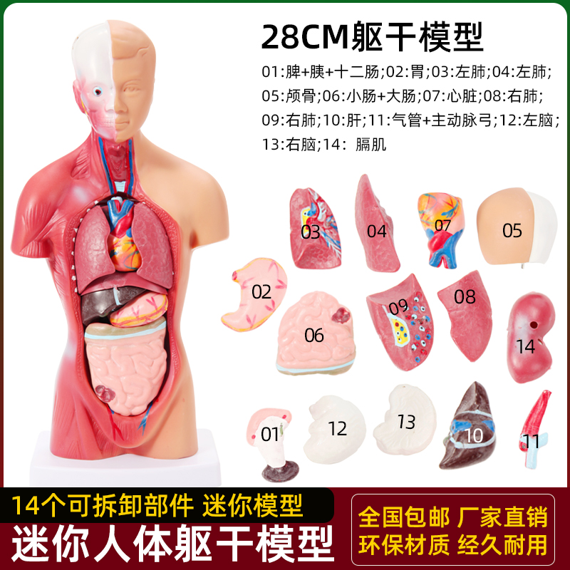 Human Body Puzzle - Human Organ Structure Anatomy Model Whole