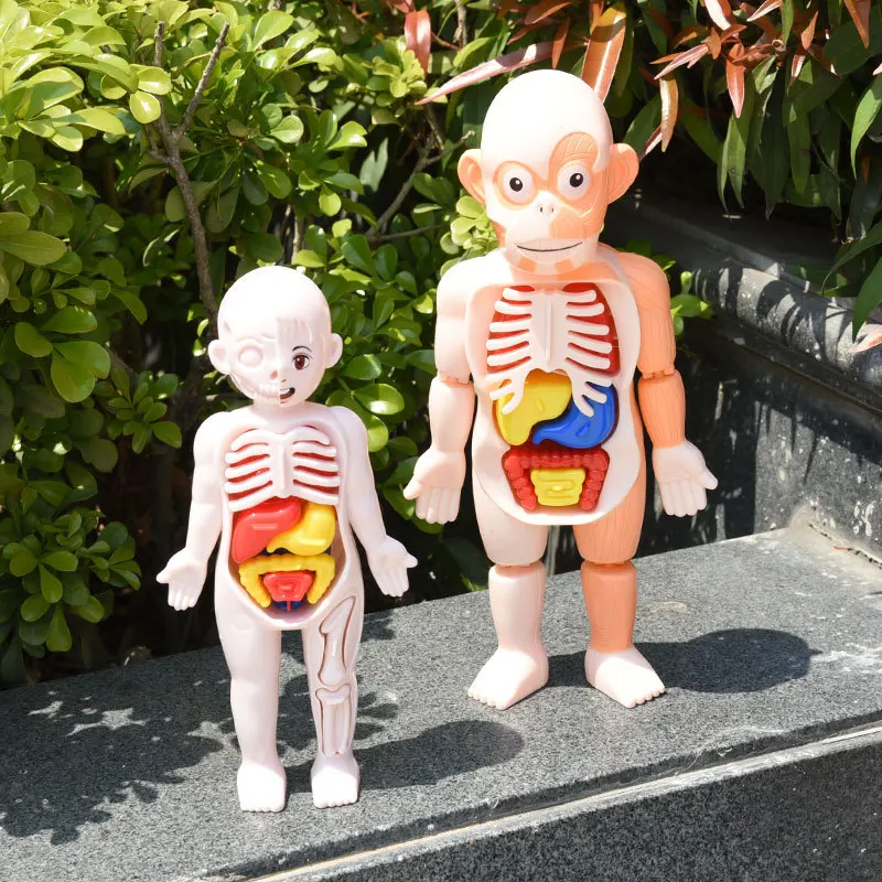 Human Body Puzzle - Montessori Toys Children Science Education Human