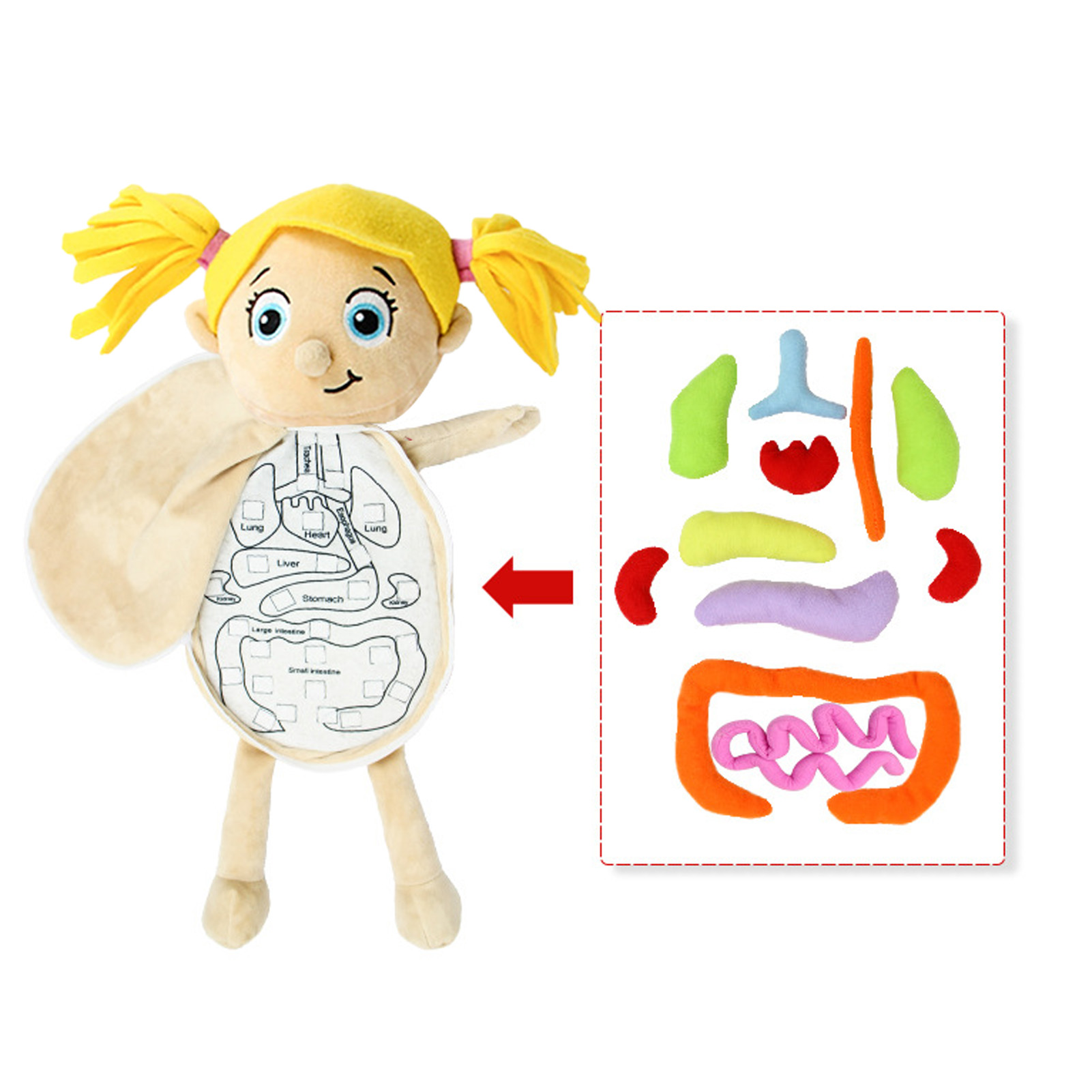 3D Organs Anatomy Model Toy Bo - Human Body Puzzle recensione e prezzo