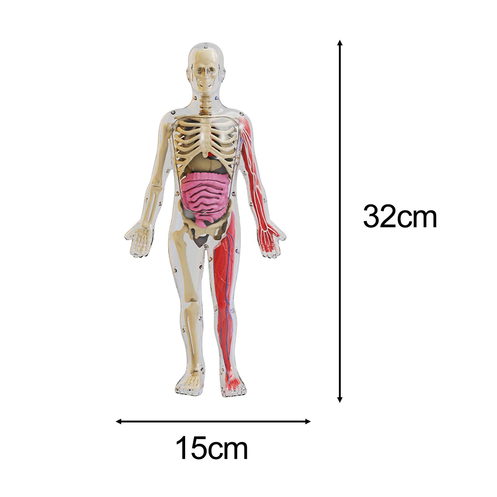 Human Body Puzzle Kits Early E - Human Body Puzzle recensione e prezzo