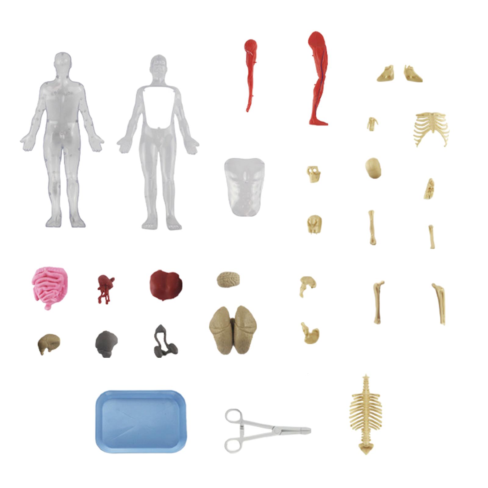 Human Body Puzzle Kits Early E - Human Body Puzzle recensione e prezzo