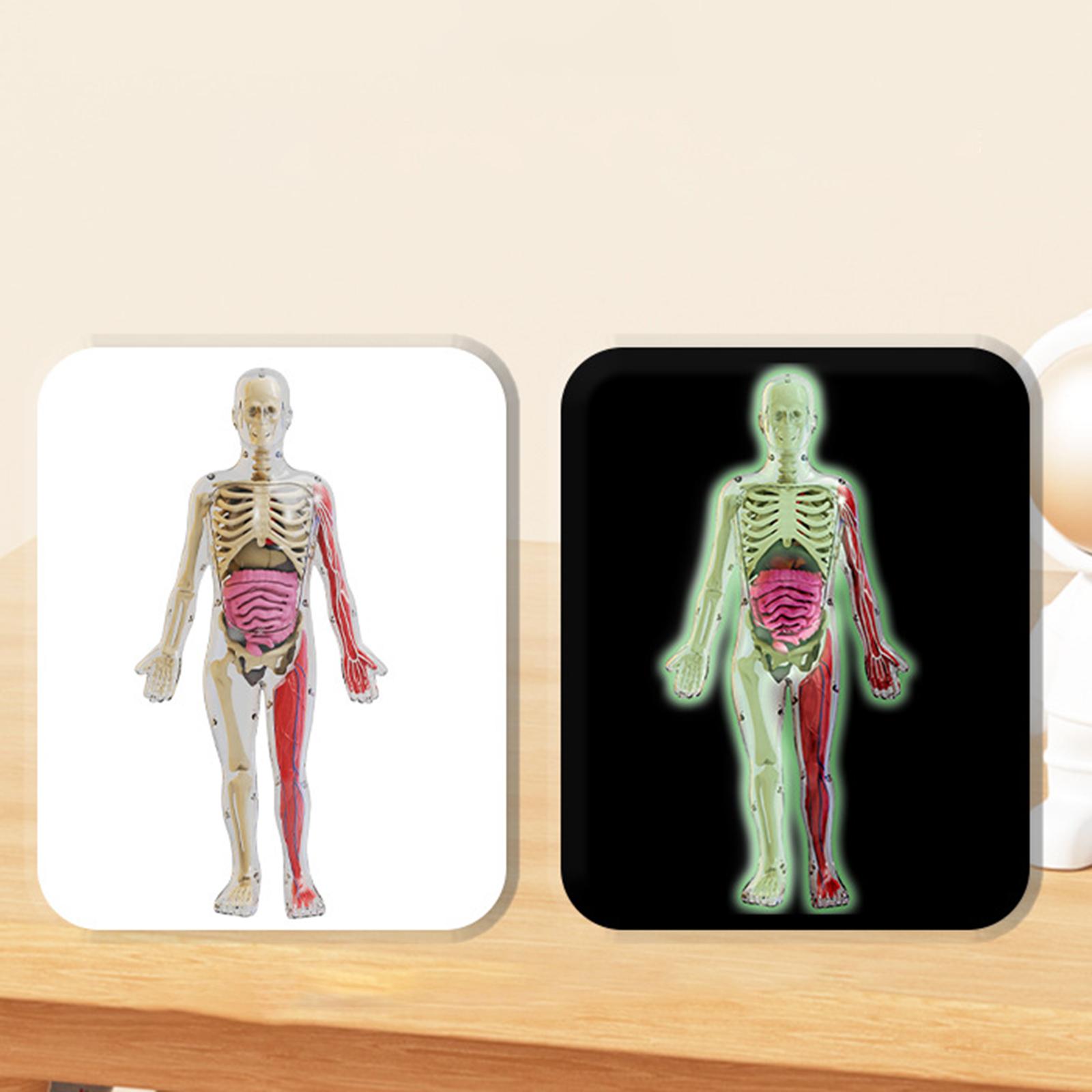 Human Body Puzzle Kits Early E - Human Body Puzzle recensione e prezzo