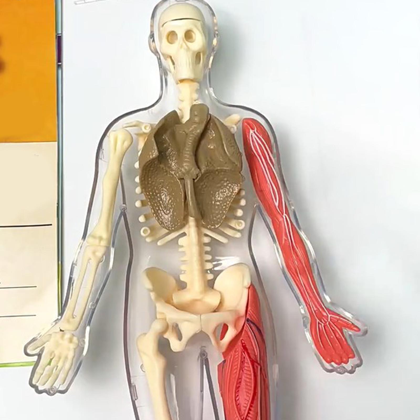 Human Body Puzzle Kits Early E - Human Body Puzzle recensione e prezzo