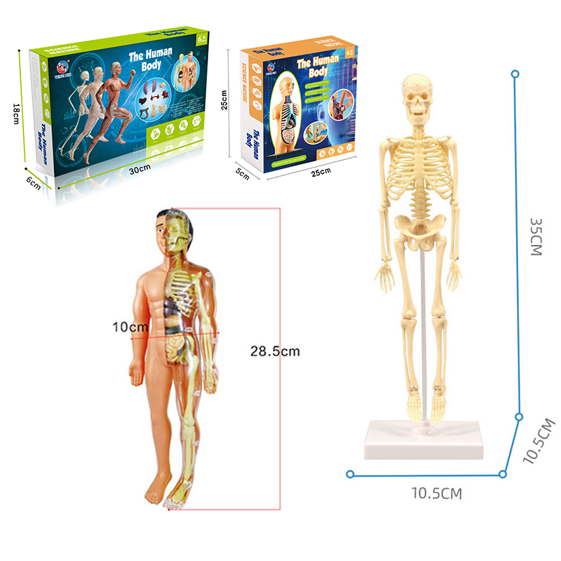 Human Anatomy Model 3D Montess - Human Body Puzzle recensione e prezzo