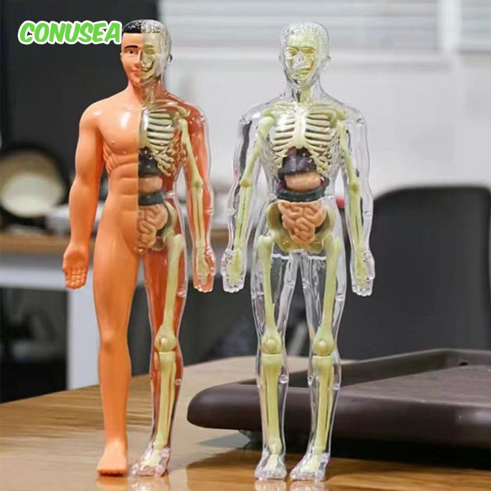 Human Anatomy Model 3D Montess - Human Body Puzzle recensione e prezzo