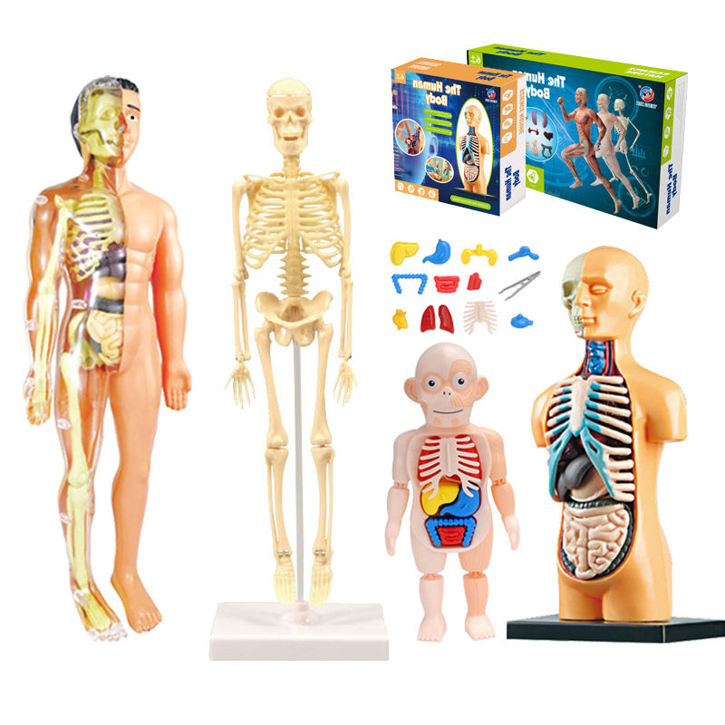 Human Anatomy Model 3D Montess - Human Body Puzzle recensione e prezzo