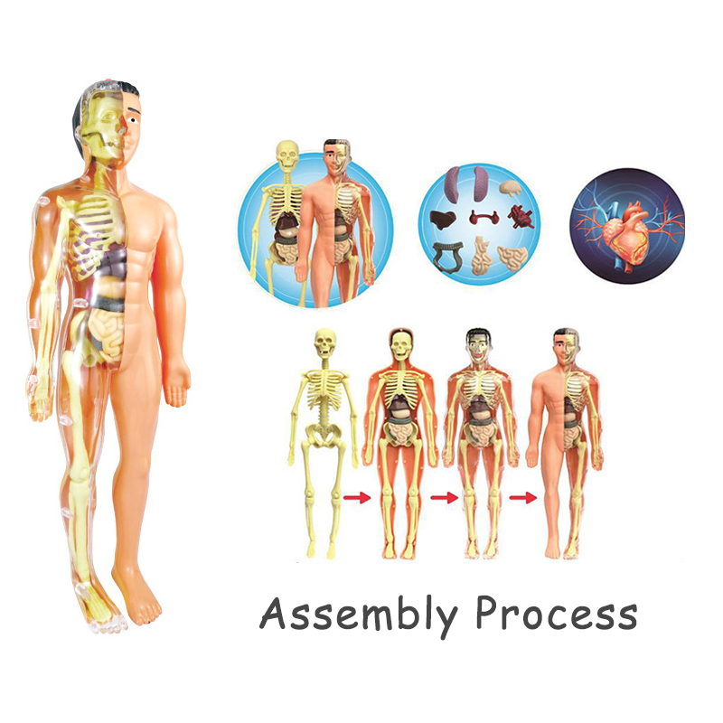 Human Anatomy Model 3D Montess - Human Body Puzzle recensione e prezzo