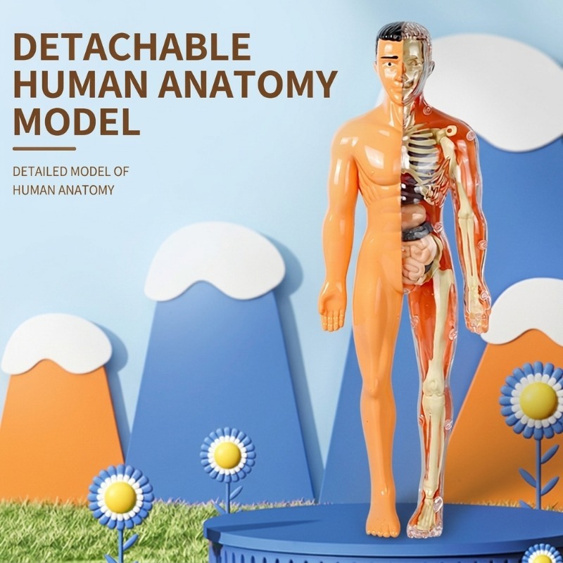 Primary School DIY Human Body  - Human Body Puzzle recensione e prezzo
