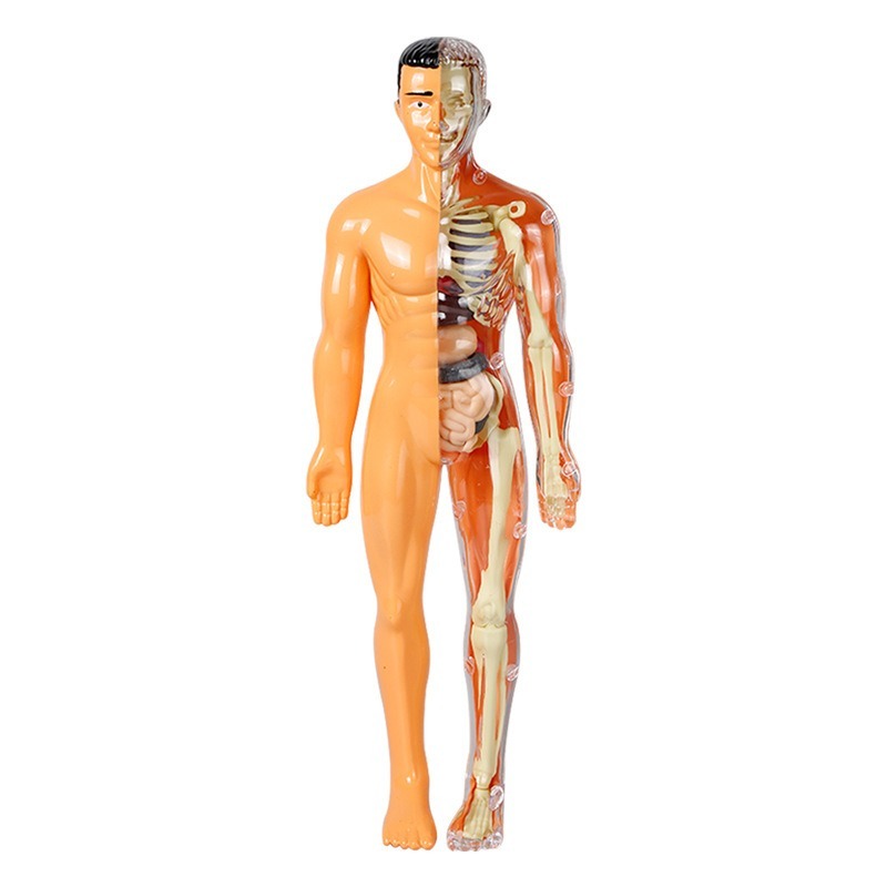 Primary School DIY Human Body  - Human Body Puzzle recensione e prezzo