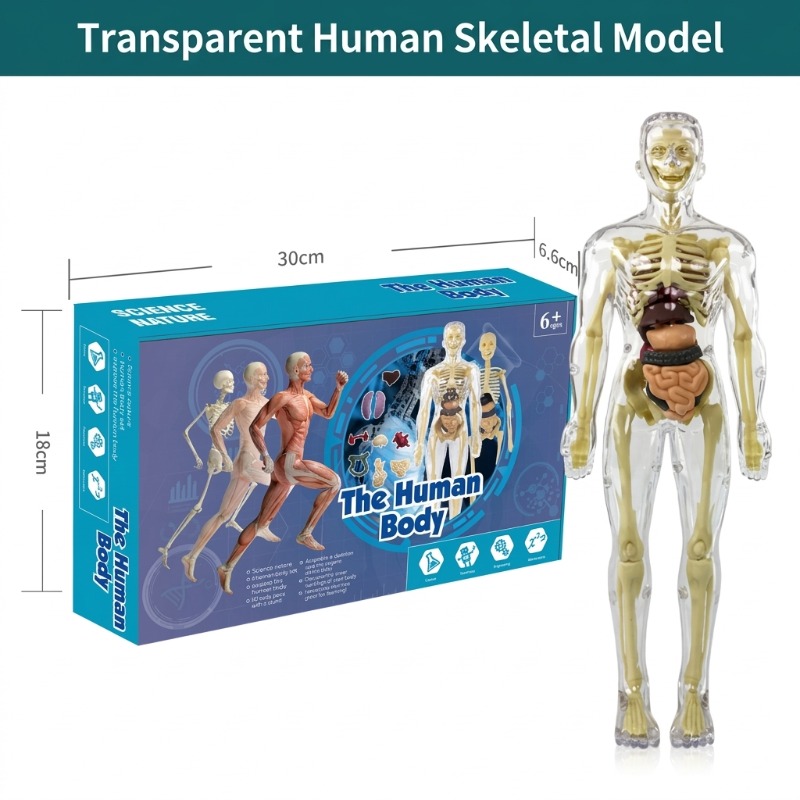 Primary School DIY Human Body  - Human Body Puzzle recensione e prezzo