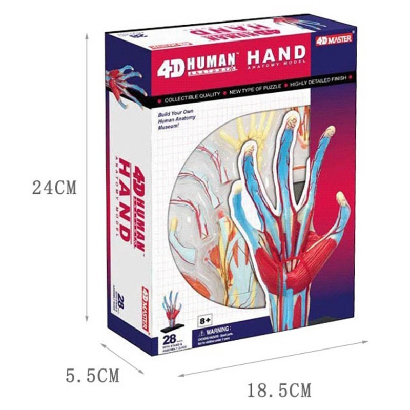 4d Master Human Hand Bone musc - Human Body Puzzle recensione e prezzo