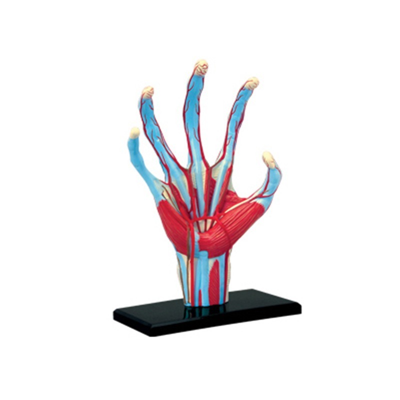 4d Master Human Hand Bone musc - Human Body Puzzle recensione e prezzo