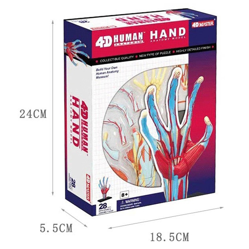 4d Master Human Hand Bone musc - Human Body Puzzle recensione e prezzo