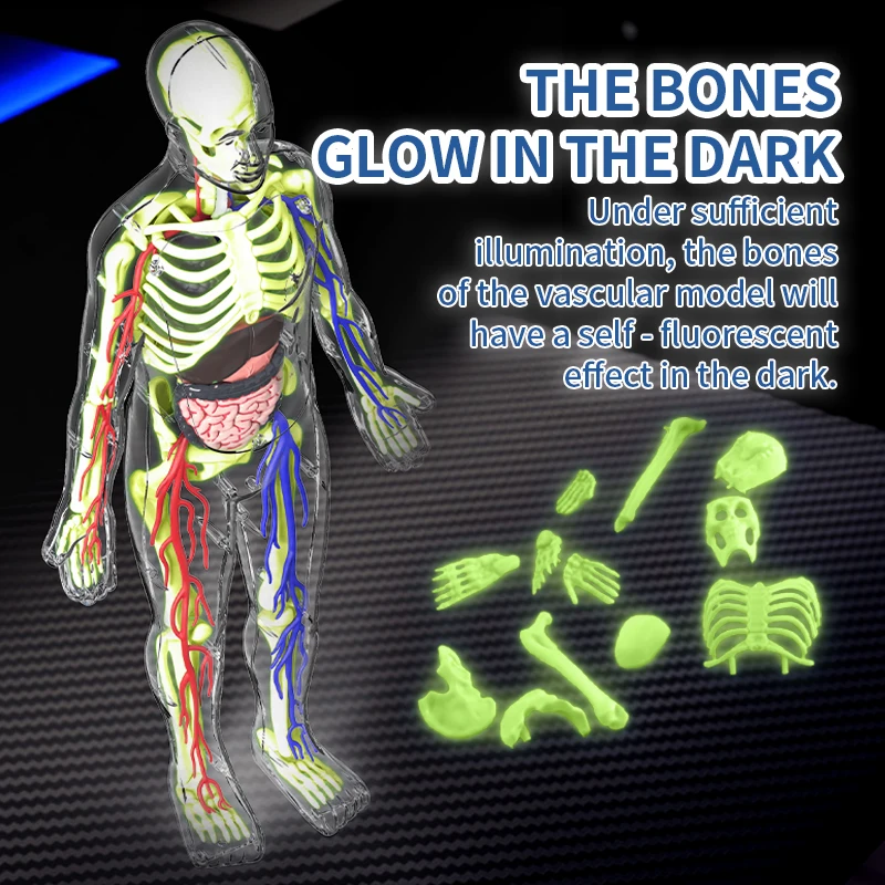 STEM Cognitive Science and Edu - Human Body Puzzle recensione e prezzo