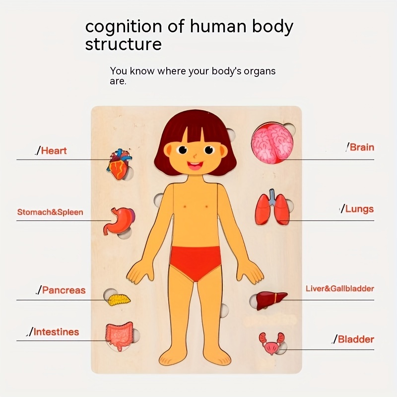 Human Body Puzzles for Kids Wo - Human Body Puzzle recensione e prezzo