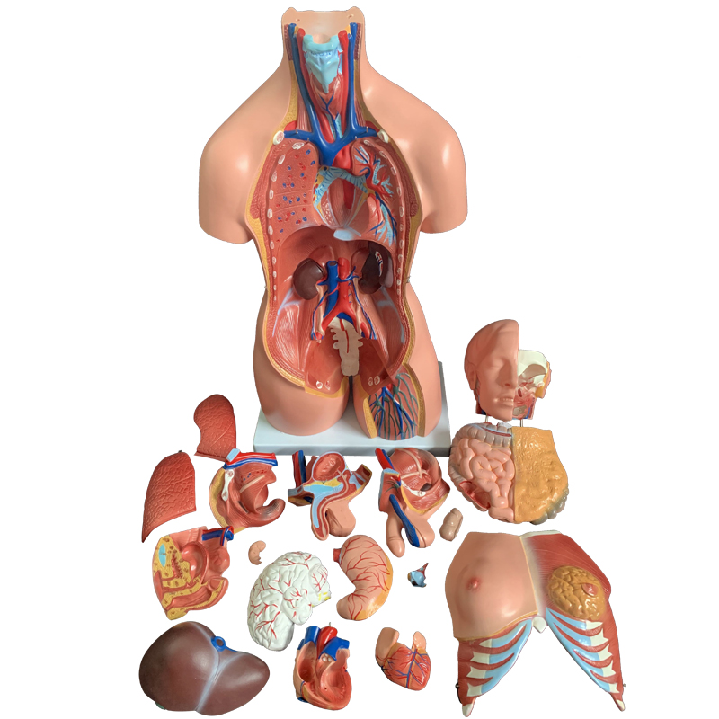 Human Organ Structure Anatomy  - Human Body Puzzle recensione e prezzo