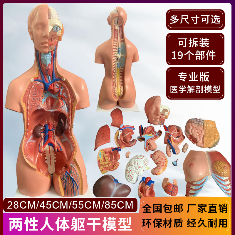 Human Organ Structure Anatomy  - Human Body Puzzle recensione e prezzo