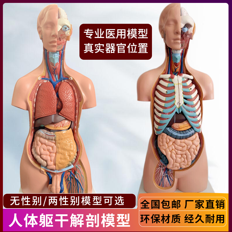 Human Organ Structure Anatomy  - Human Body Puzzle recensione e prezzo