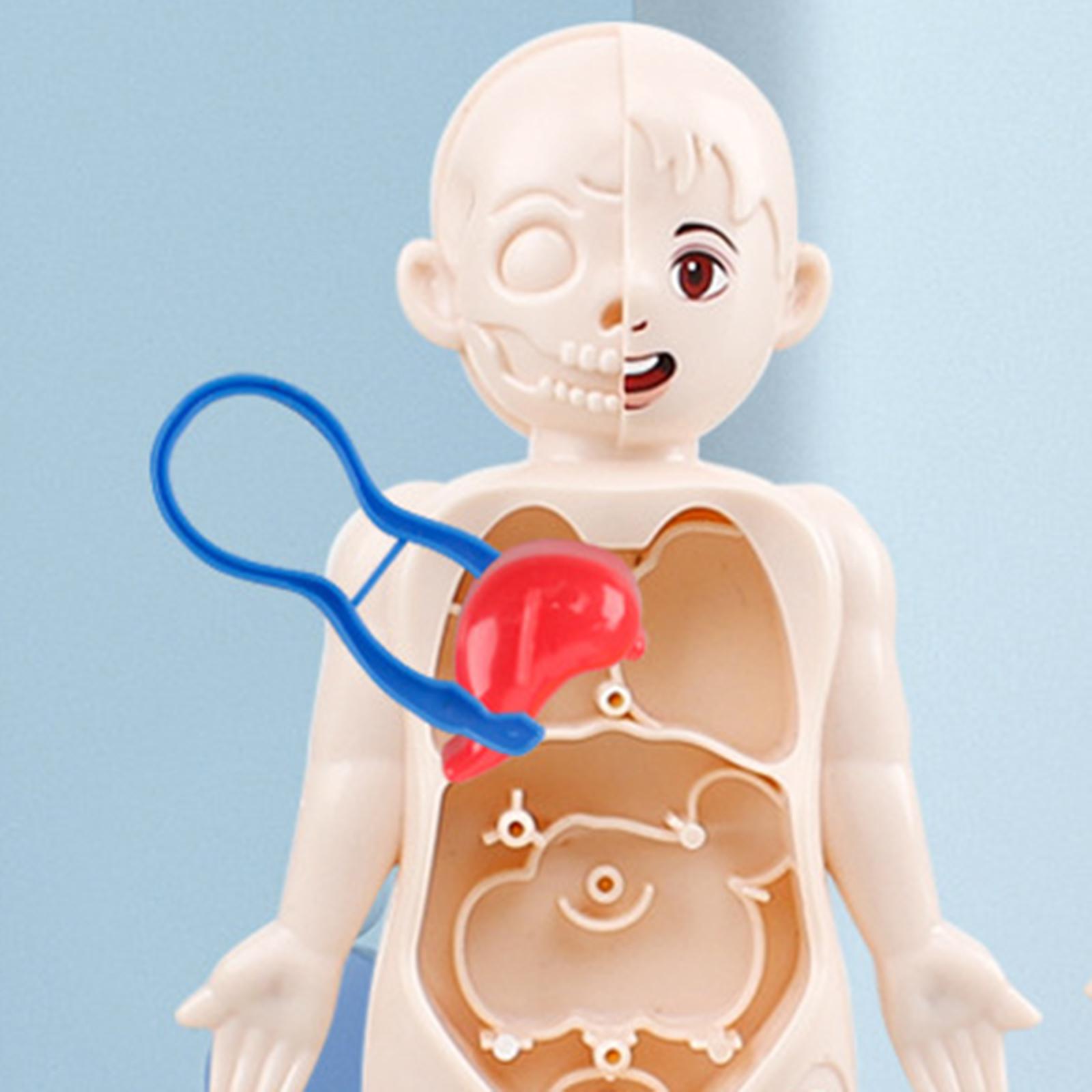 Human Body Torso Removable Org - Human Body Puzzle recensione e prezzo