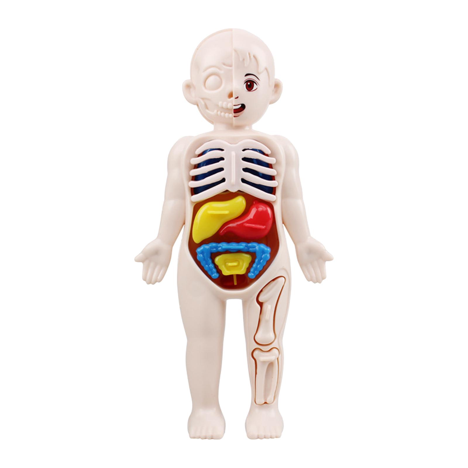 Human Body Torso Removable Org - Human Body Puzzle recensione e prezzo