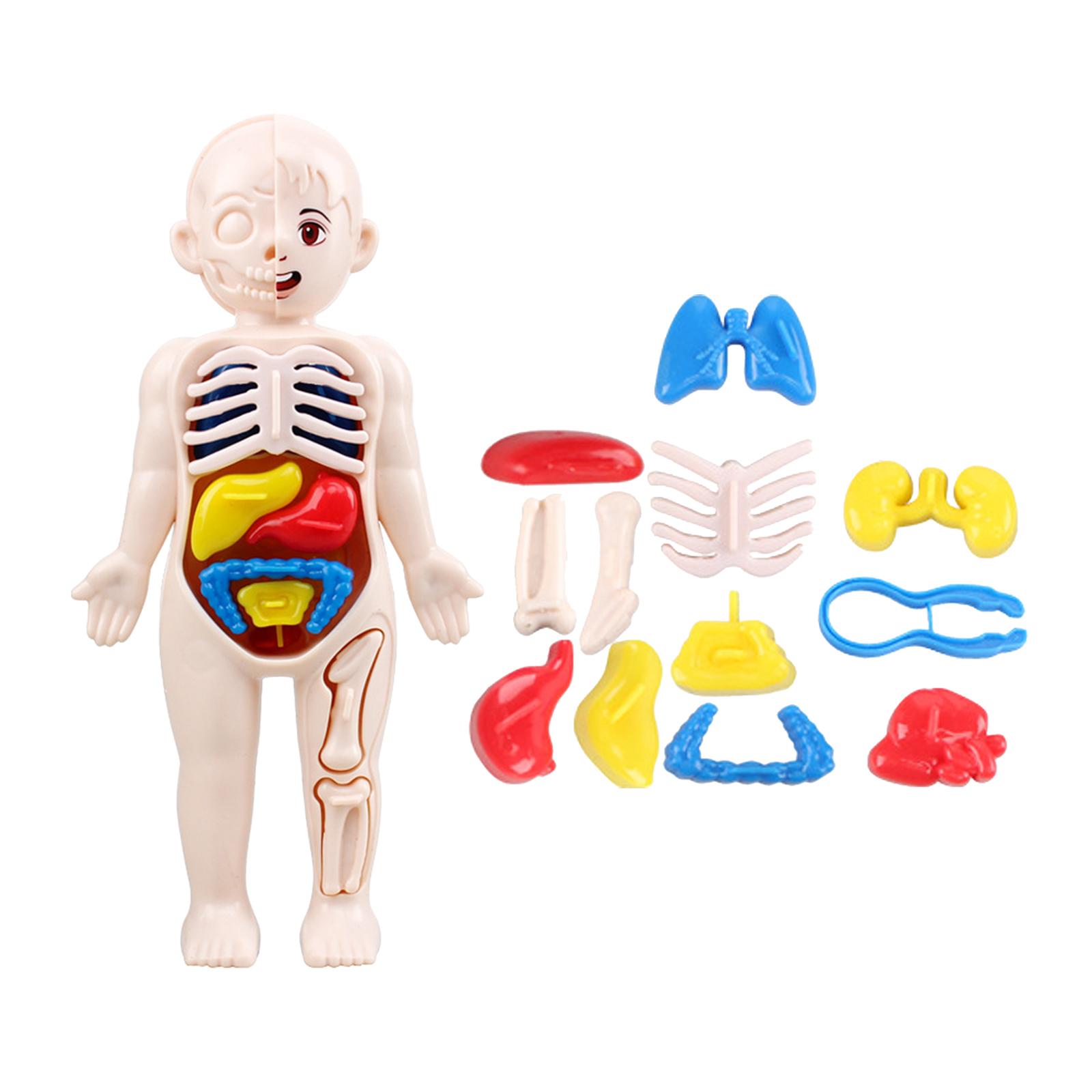 Human Body Torso Removable Org - Human Body Puzzle recensione e prezzo