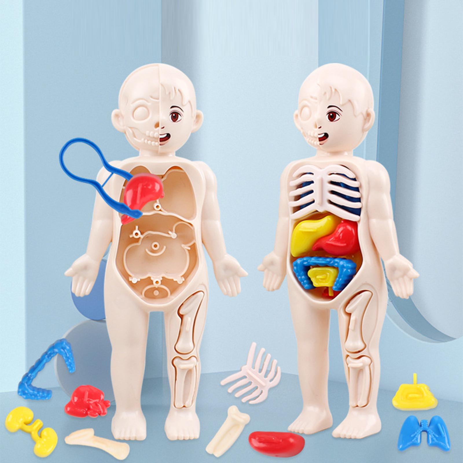 Human Body Torso Removable Org - Human Body Puzzle recensione e prezzo