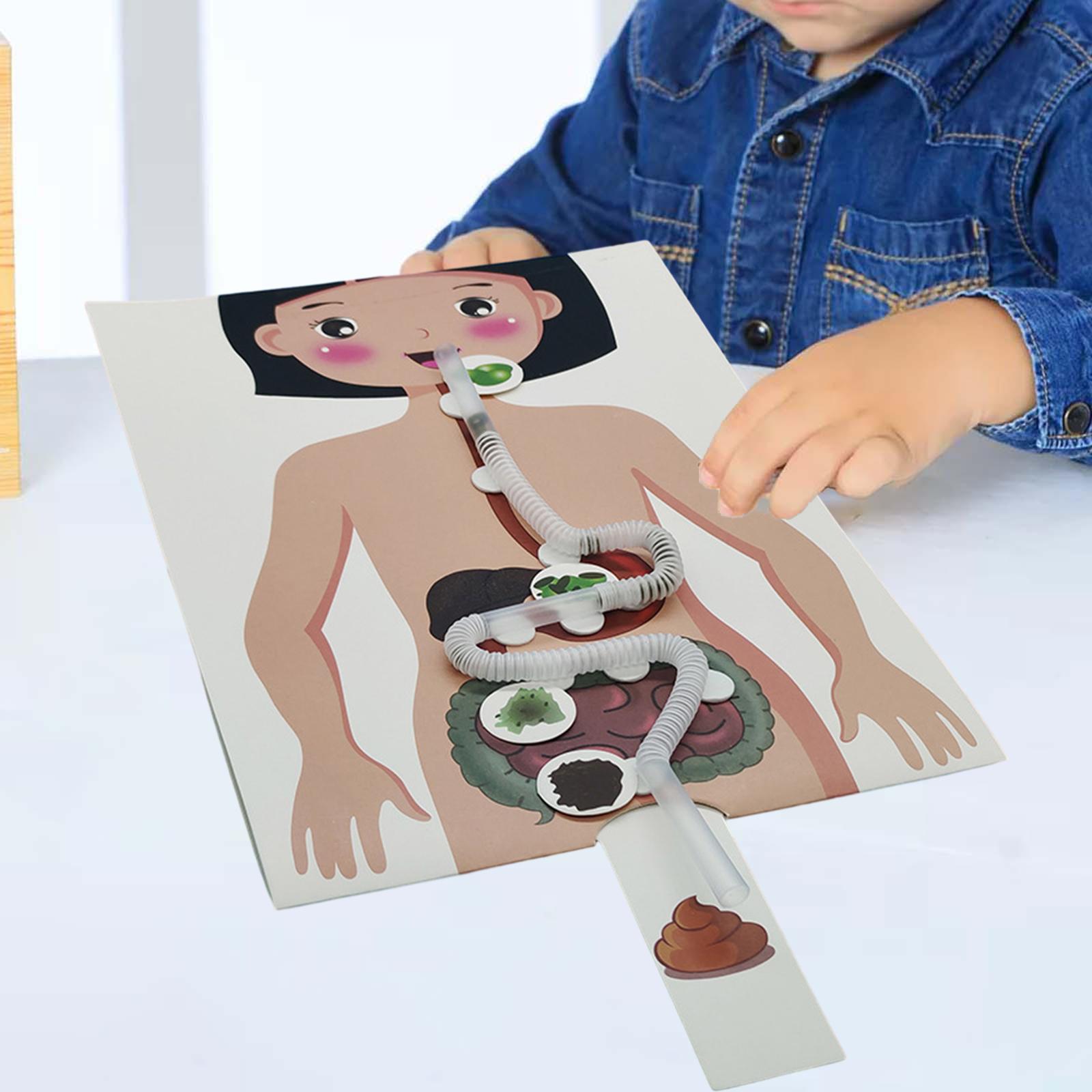 Human Digestive System Model,  - Human Body Puzzle recensione e prezzo