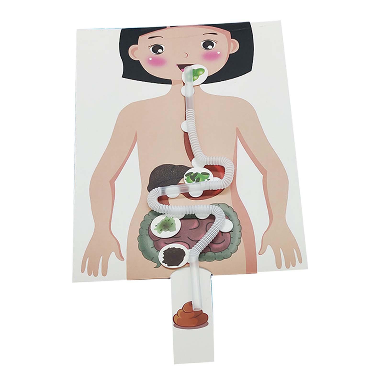 Human Digestive System Model,  - Human Body Puzzle recensione e prezzo