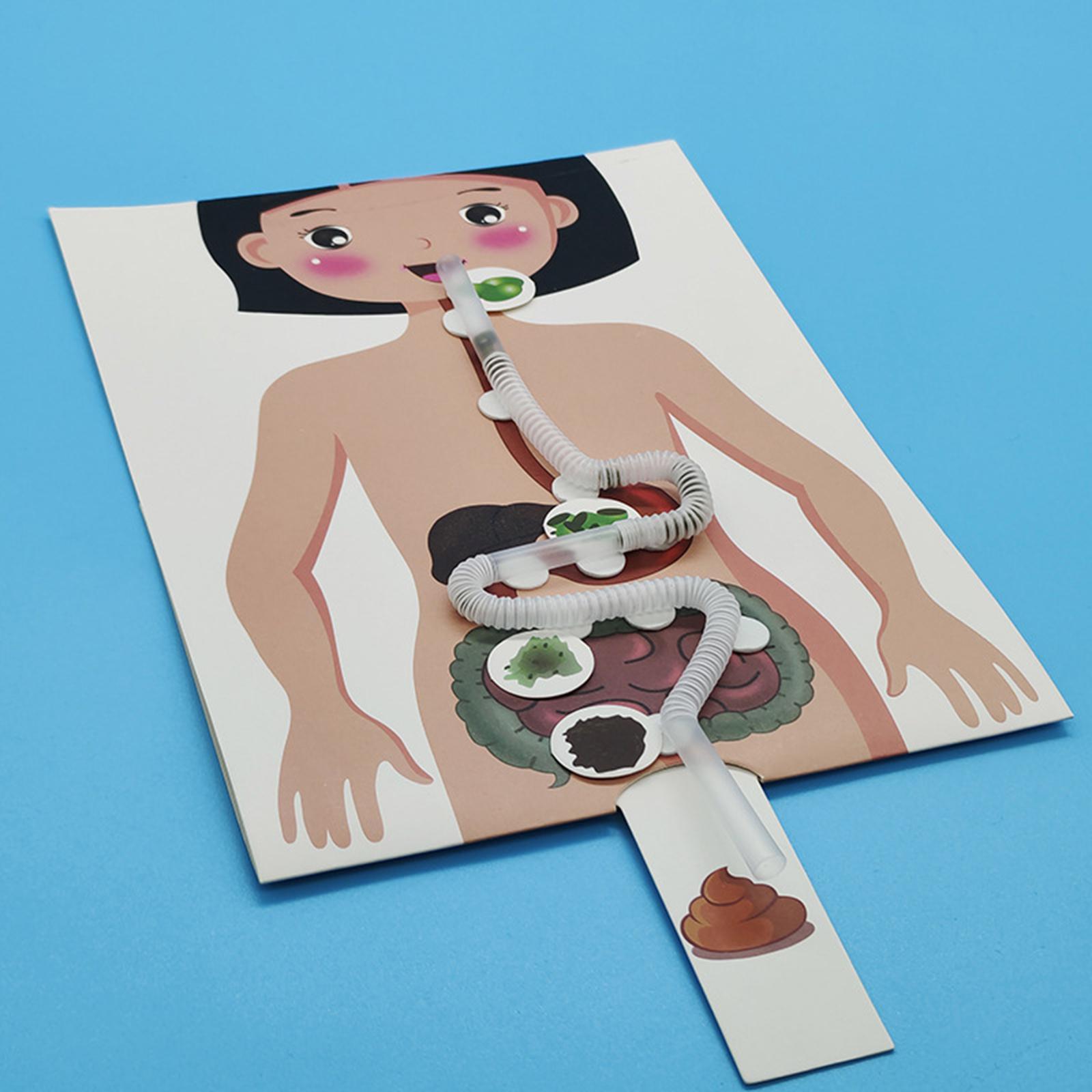Human Digestive System Model,  - Human Body Puzzle recensione e prezzo