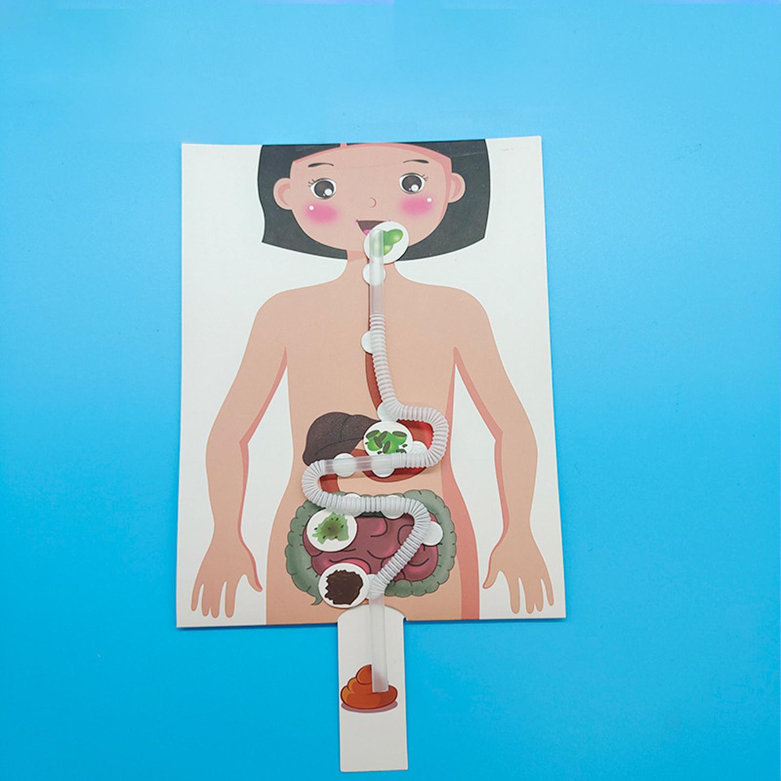 Human Digestive System Model,  - Human Body Puzzle recensione e prezzo