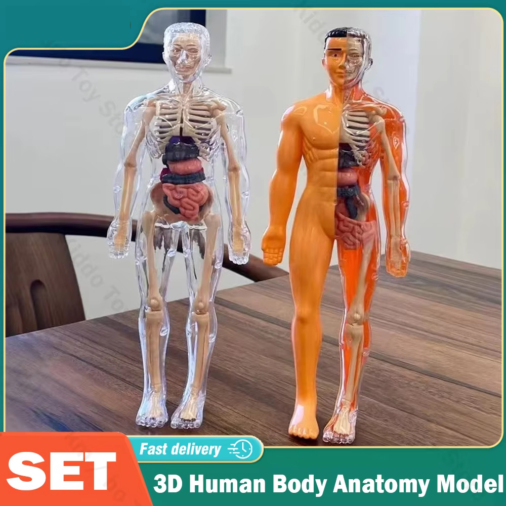 3D Human Body Torso Model for  - Human Body Puzzle recensione e prezzo