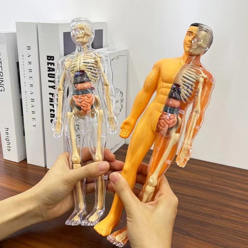 3D Human Body Torso Model for  - Human Body Puzzle recensione e prezzo