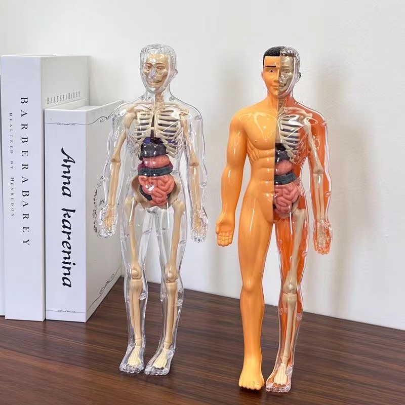 3D Human Body Torso Model for  - Human Body Puzzle recensione e prezzo