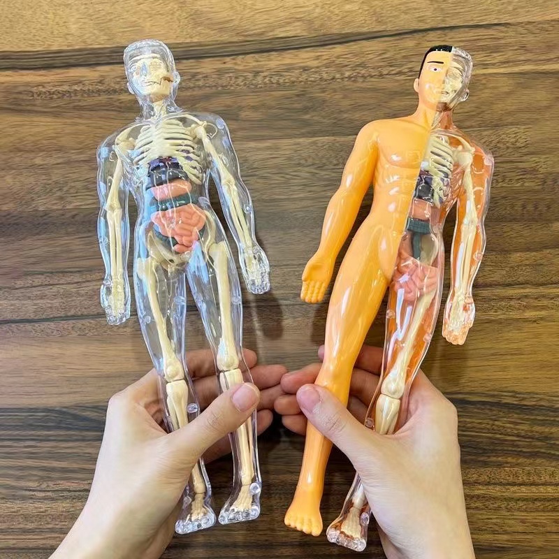 3D Human Body Torso Model for  - Human Body Puzzle recensione e prezzo