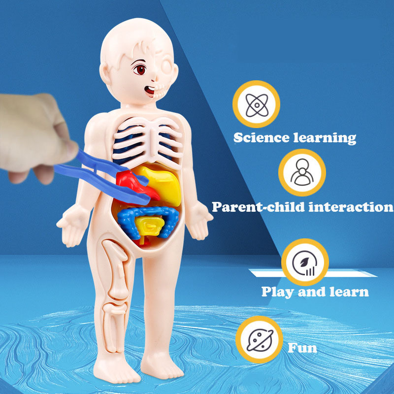 14PCS/Set 3D Puzzle Human Anat - Human Body Puzzle recensione e prezzo