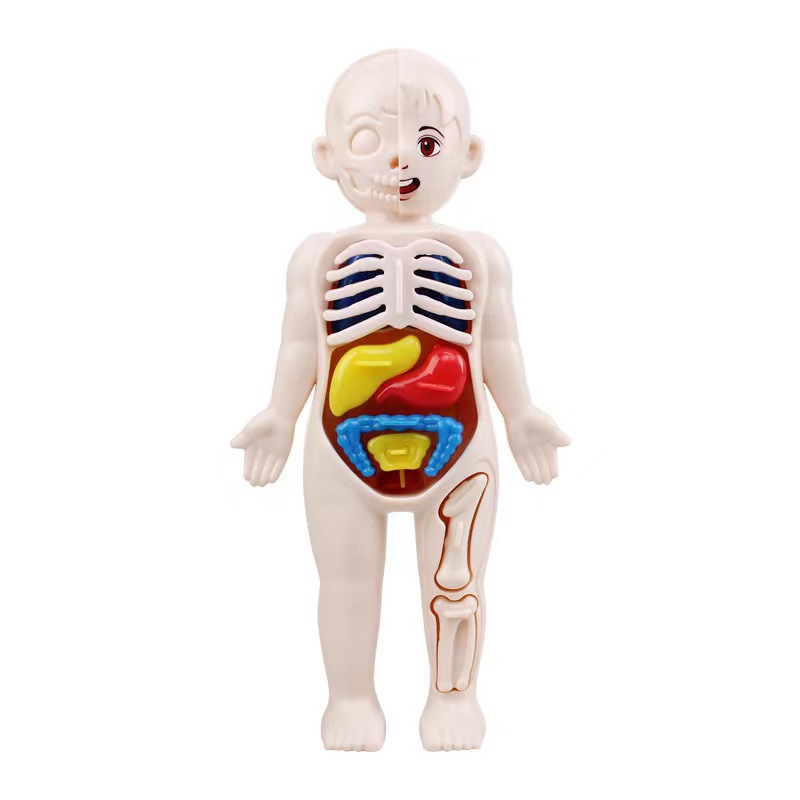 14PCS/Set 3D Puzzle Human Anat - Human Body Puzzle recensione e prezzo