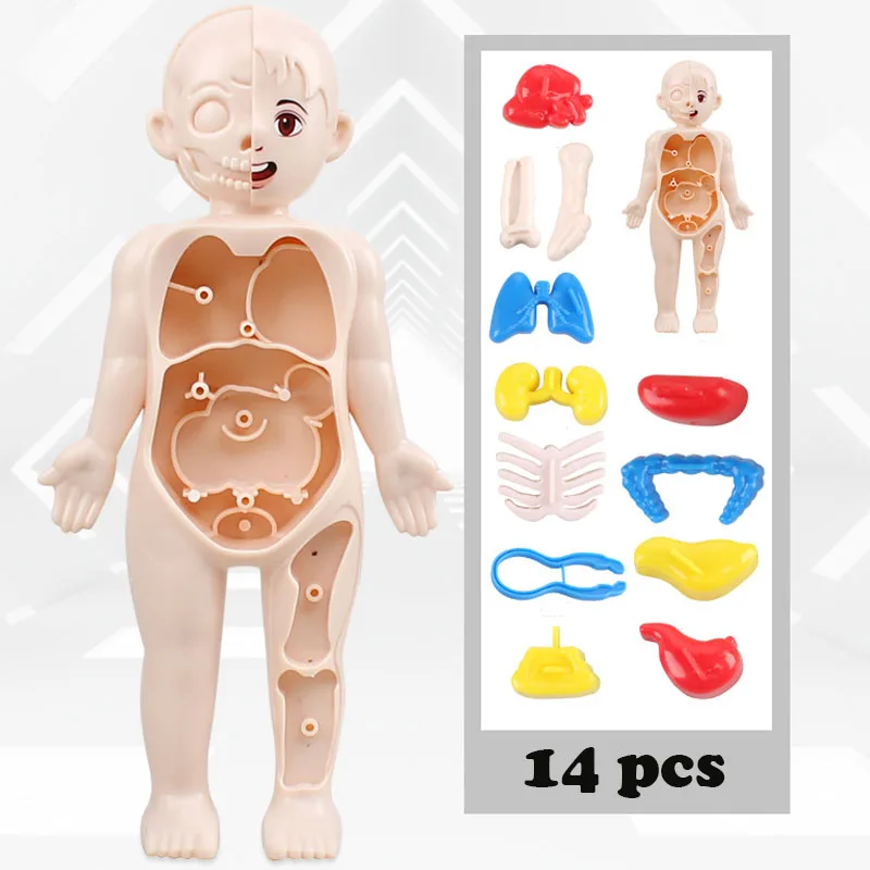 Montessori Toys Children Scien - Human Body Puzzle recensione e prezzo