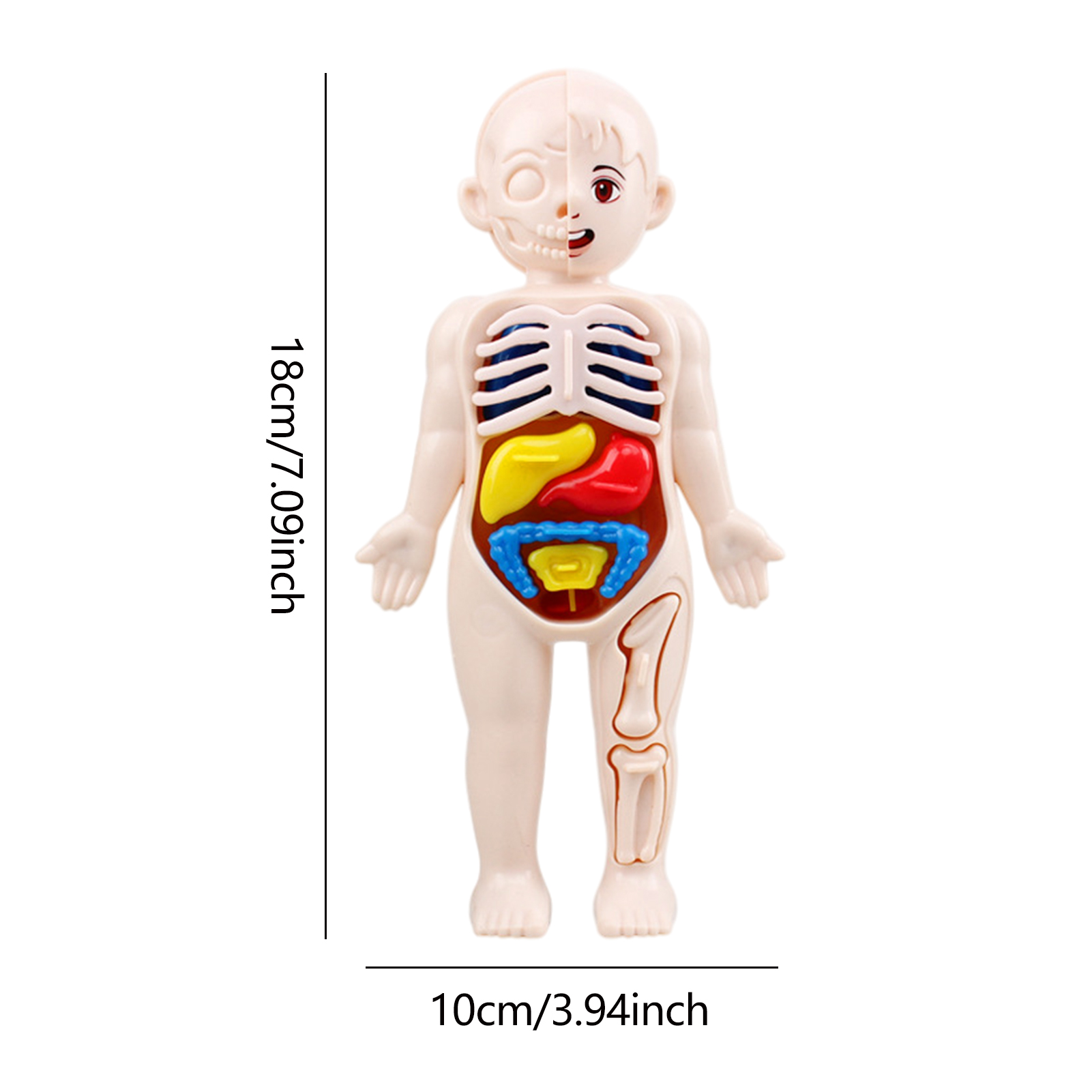 Montessori Toys Children Scien - Human Body Puzzle recensione e prezzo