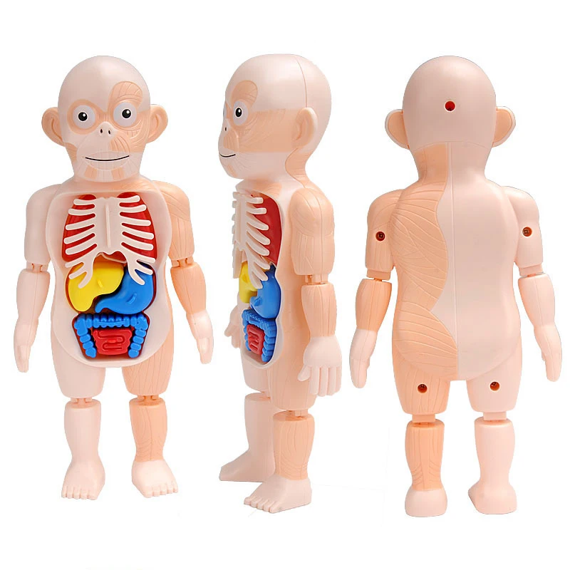Montessori Toys Children Scien - Human Body Puzzle recensione e prezzo