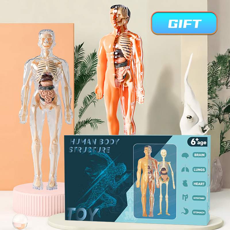 3D Human Torso Model Children' - Human Body Puzzle recensione e prezzo