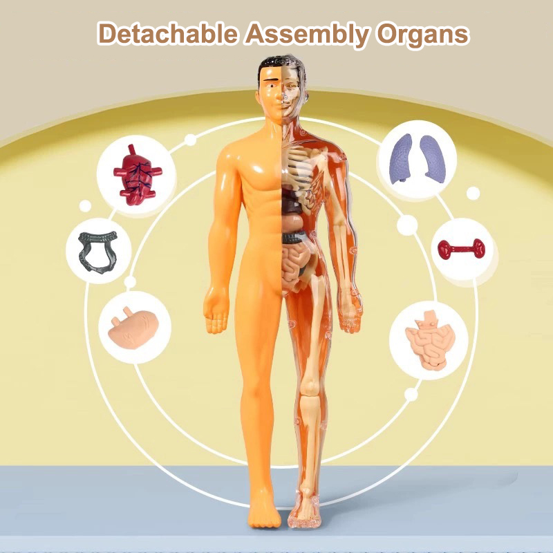 3D Human Torso Model Children' - Human Body Puzzle recensione e prezzo