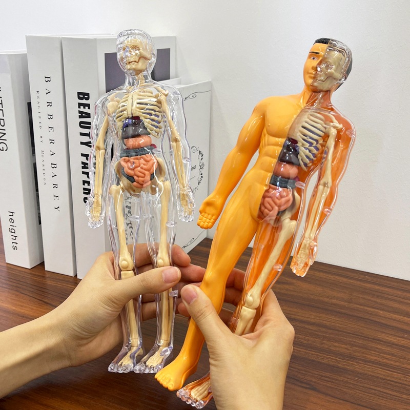 3D Human Torso Model Children' - Human Body Puzzle recensione e prezzo