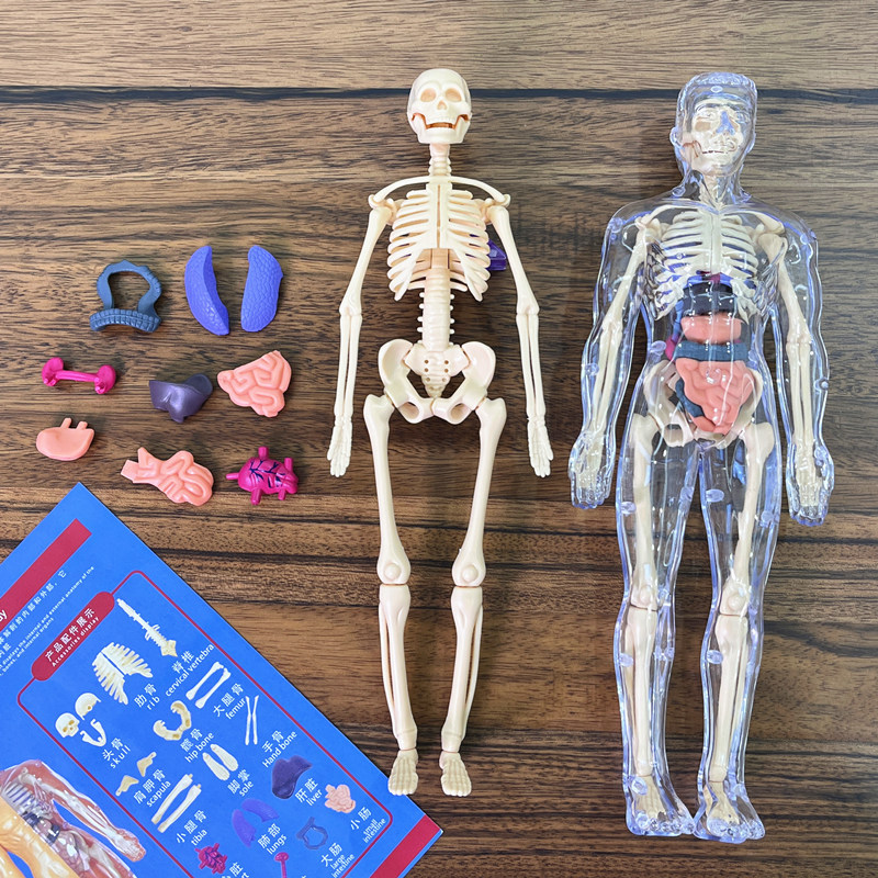 3D Human Torso Model Children' - Human Body Puzzle recensione e prezzo